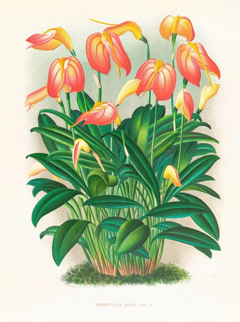 Masdevallia ignea av Jean Jules Linden