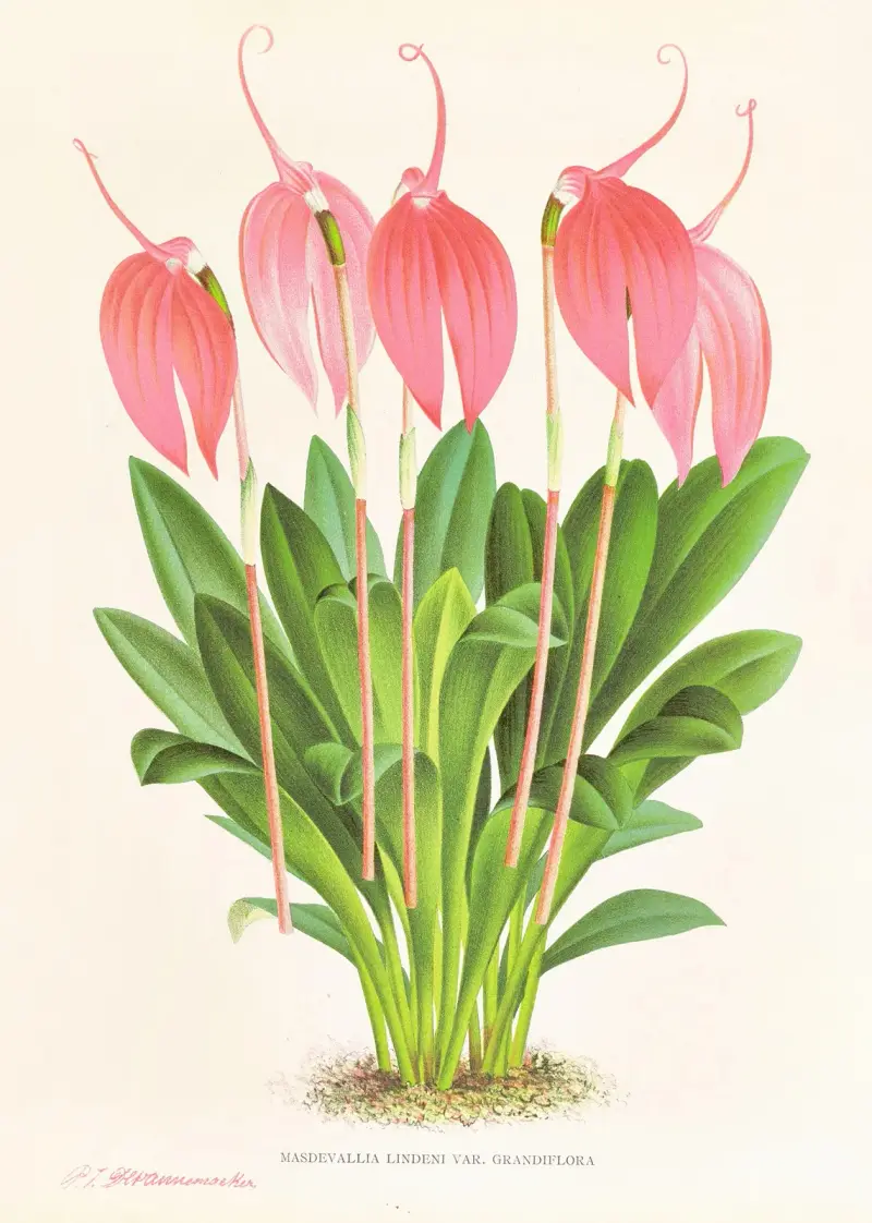 Masdevallia lindeni var grandiflora av Jean Jules Linden