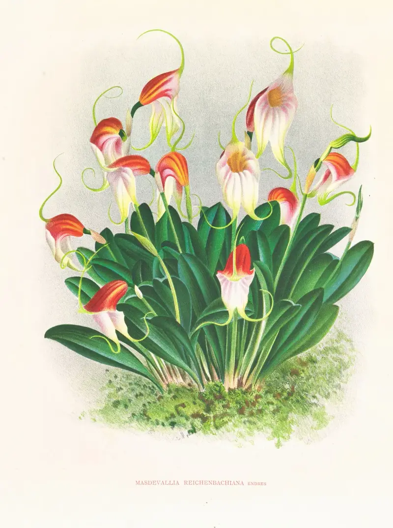 Masdevallia reichenbachiana av Jean Jules Linden