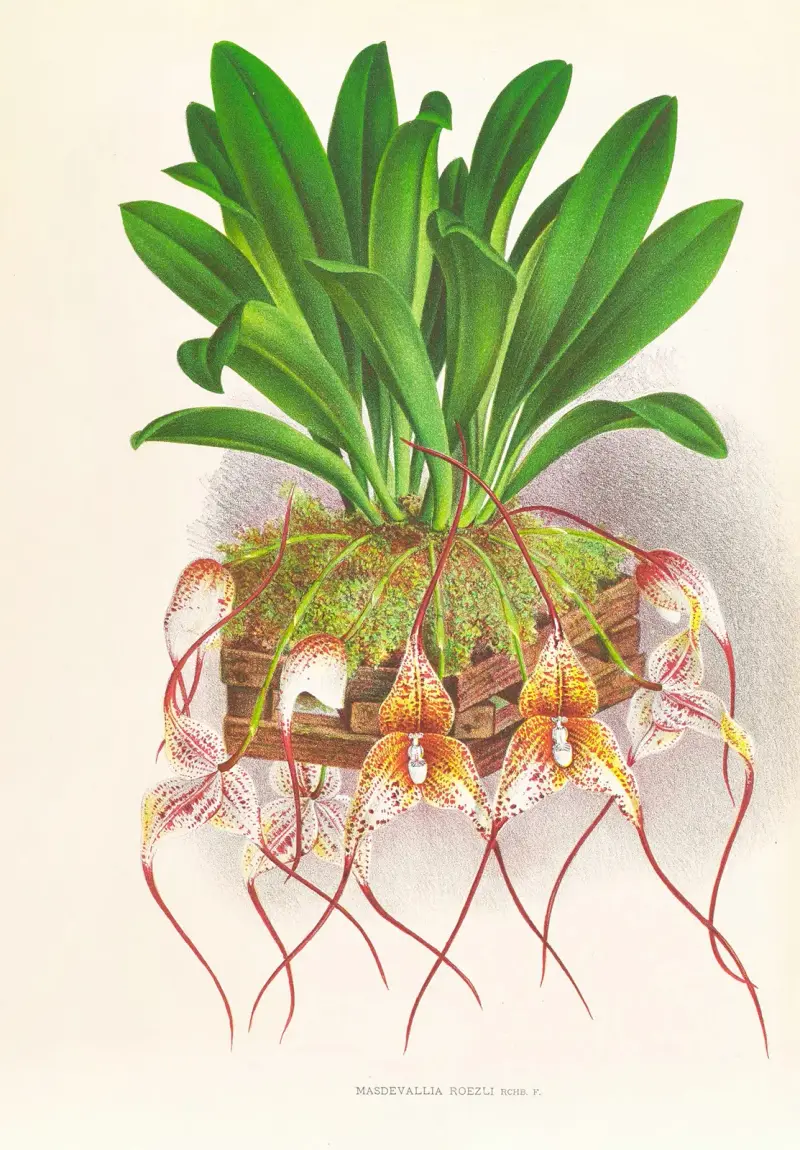 Masdevallia Roezli av Jean Jules Linden