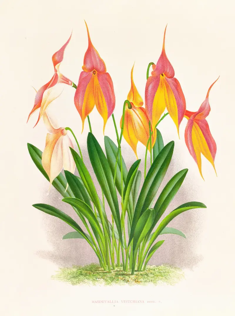 Masdevallia veitchiana av Jean Jules Linden