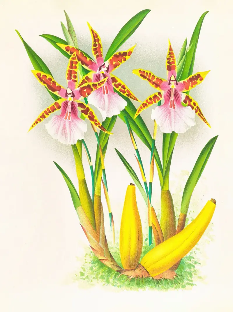 Miltonia blunti av Jean Jules Linden
