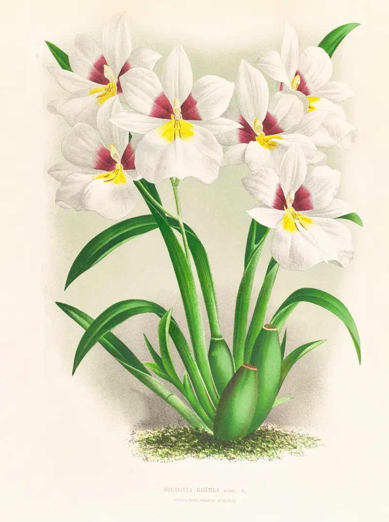 Miltonia roezli av Jean Jules Linden