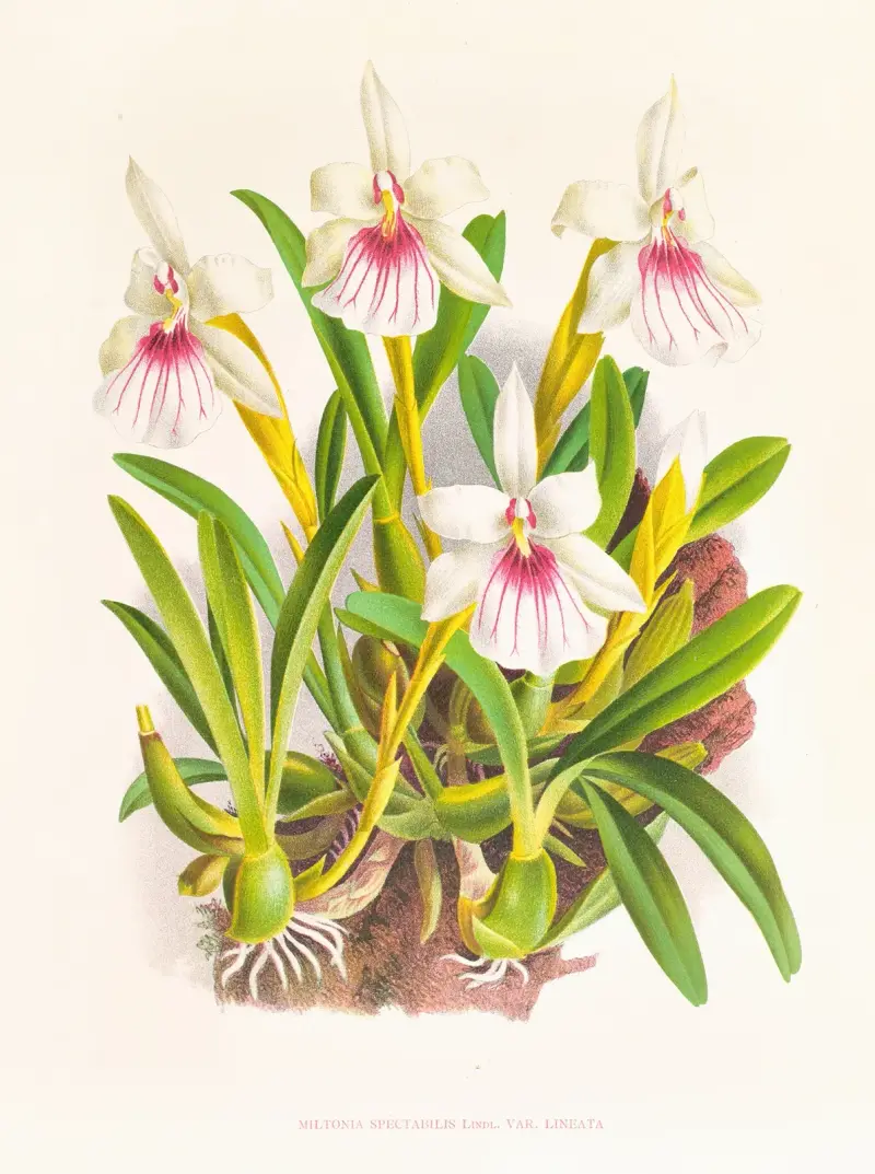 Miltonia spectabilis av Jean Jules Linden