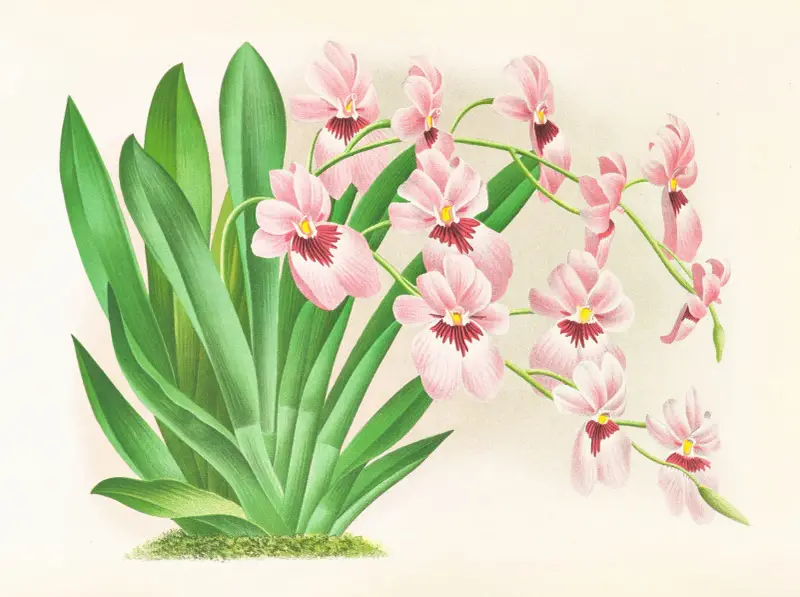 Miltonia vexillaria av Jean Jules Linden