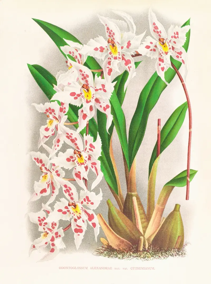Odontoglossum alexandrae var. cutsemianum von Jean Jules Linden