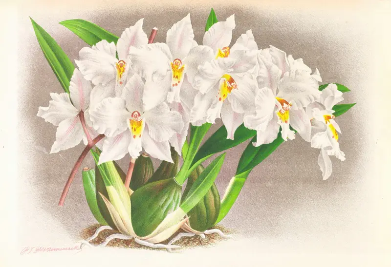 Odontoglossum alexandrae av Jean Jules Linden