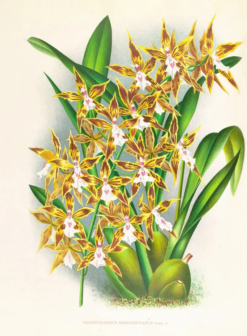 Odontoglossum boddaertianum av Jean Jules Linden