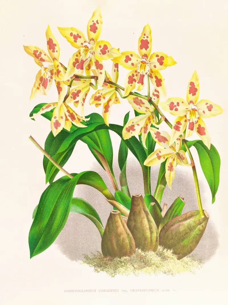 Odontoglossum coradinei var grandiflorum av Jean Jules Linden