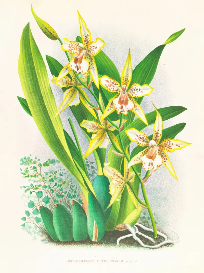 Odontoglossum duvivierianum av Jean Jules Linden