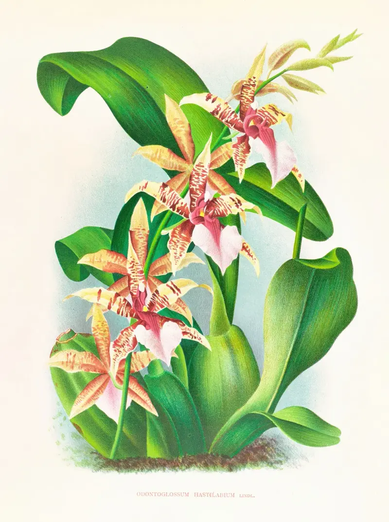 Odontoglossum Hastilabium av Jean Jules Linden
