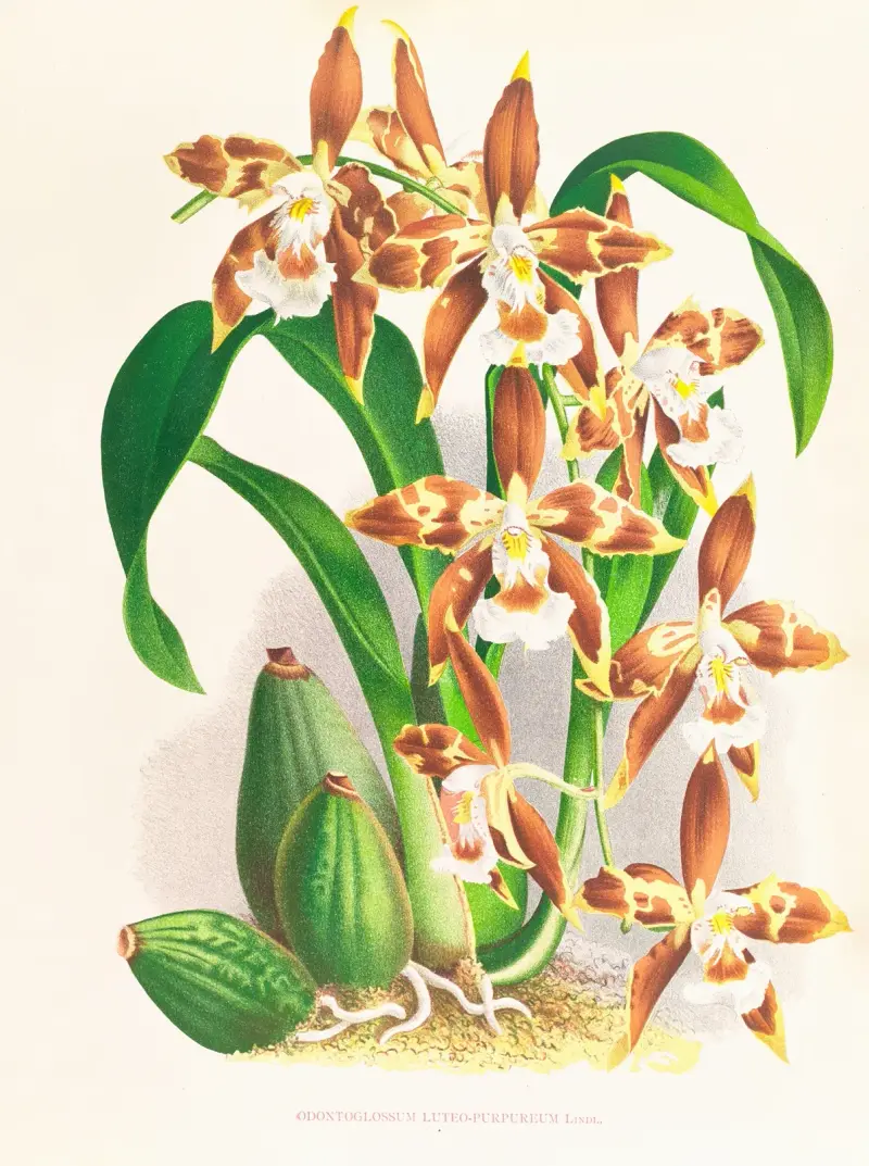 Odontoglossum luteo-purpureum av Jean Jules Linden
