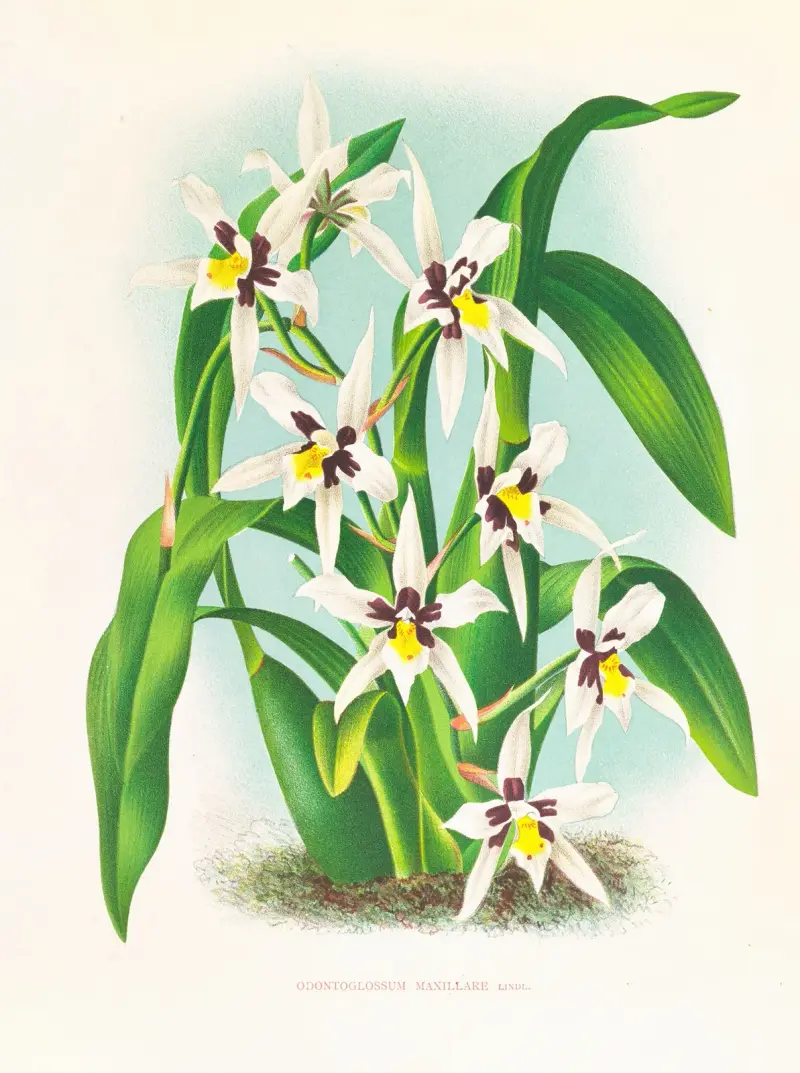 Odontoglossum maxillare av Jean Jules Linden