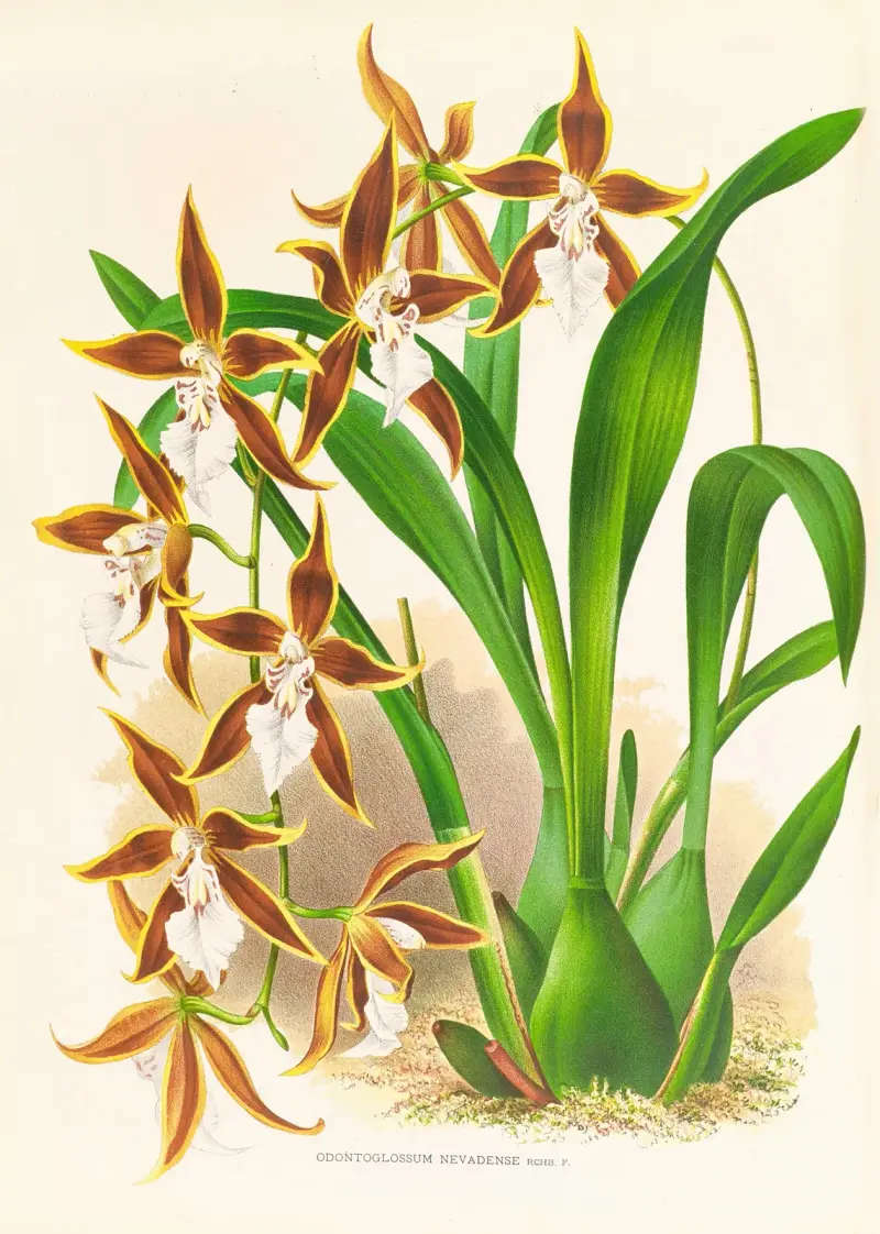 Odontoglossum nevadense av Jean Jules Linden