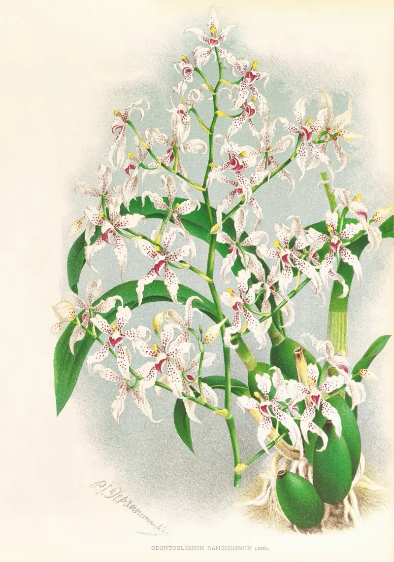 Odontoglossum ramosissimum av Jean Jules Linden
