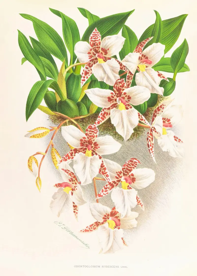 Odontoglossum rubescens av Jean Jules Linden