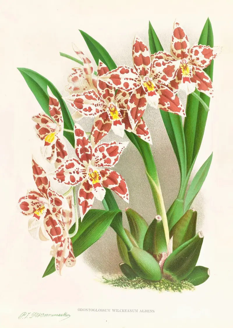 Odontoglossum wilckeanum albens av Jean Jules Linden