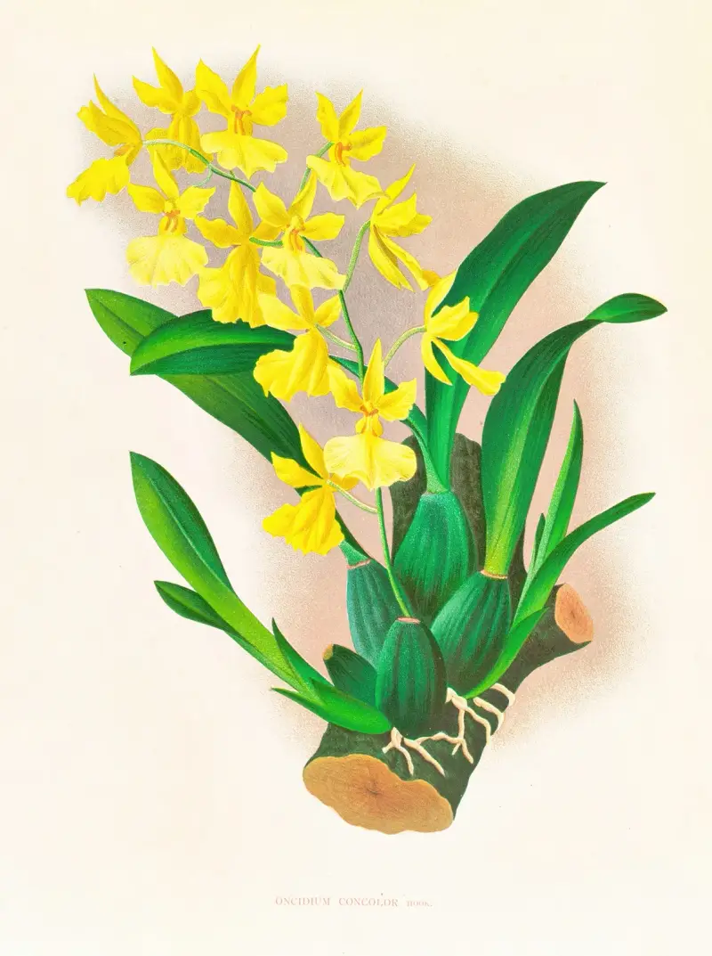 Oncidium concolor av Jean Jules Linden