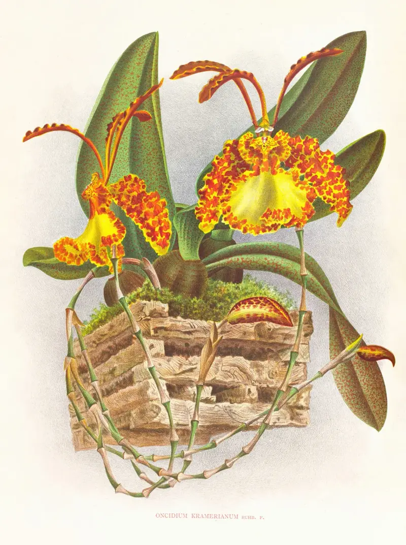 Oncidium kramerianum av Jean Jules Linden