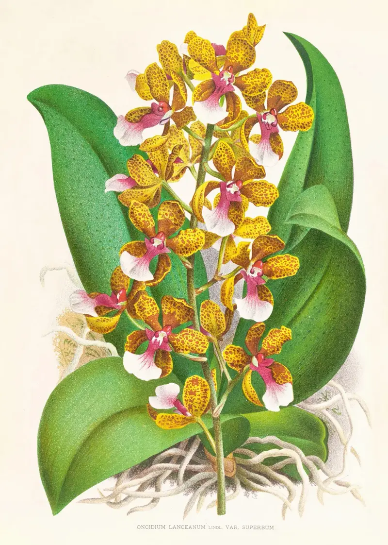 Oncidium Lannceanum av Jean Jules Linden