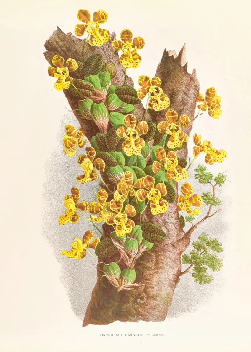Oncidium Limminghei av Jean Jules Linden