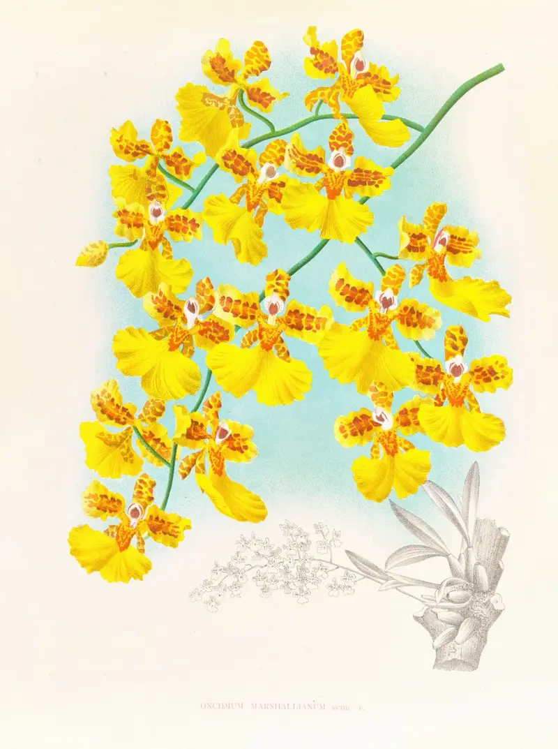 Oncidium marshallianum av Jean Jules Linden
