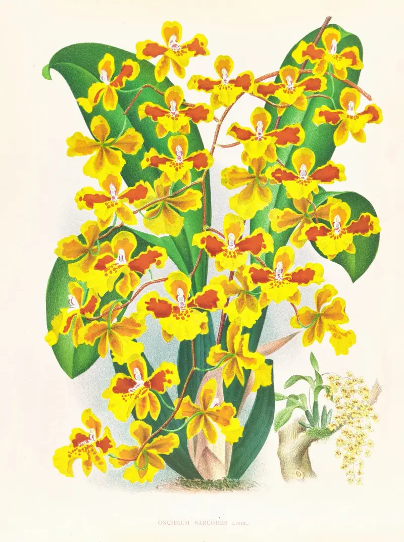 Oncidium sarcodes av Jean Jules Linden