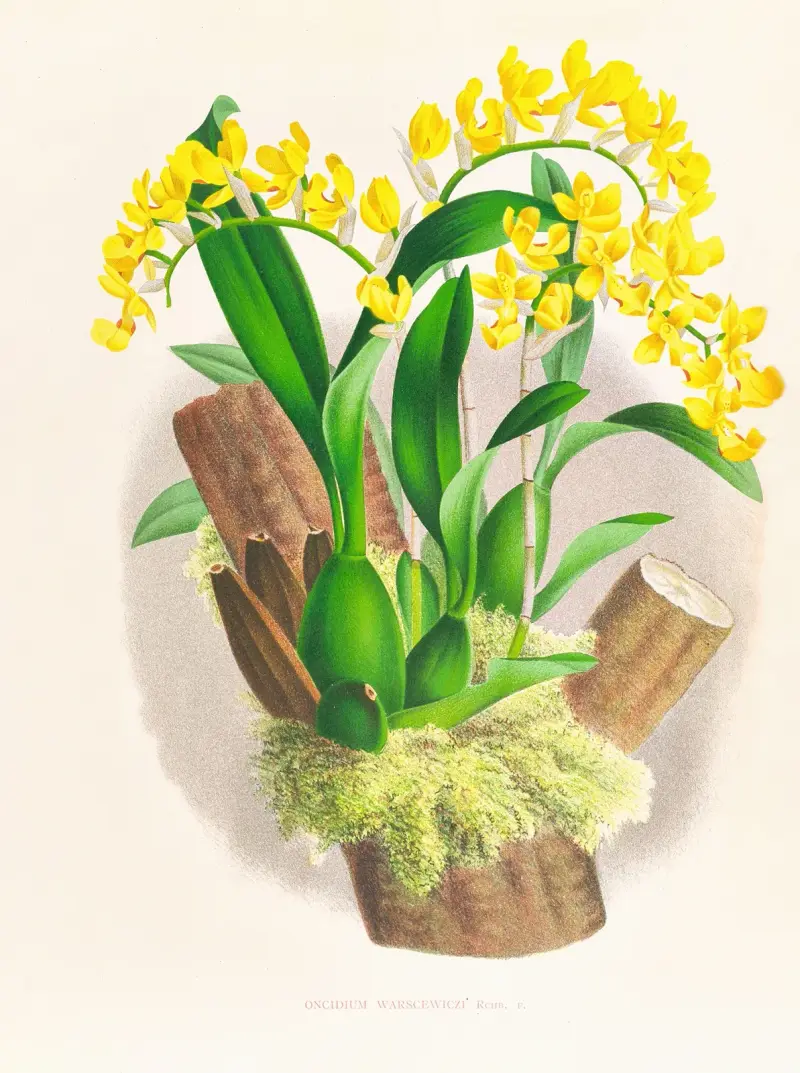 Oncidium warscewiczi av Jean Jules Linden