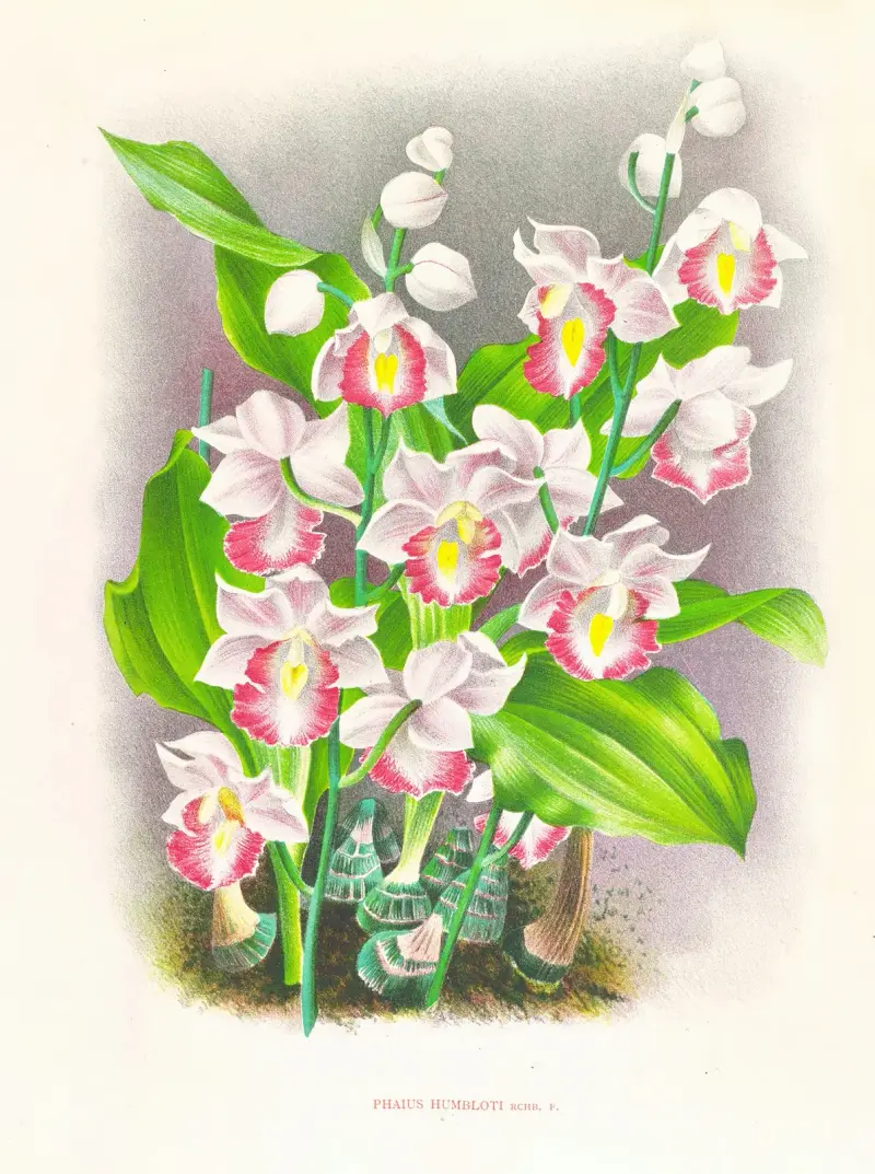 Phaius humbloti av Jean Jules Linden