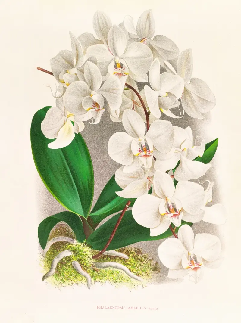 Phalaenopsis amabilis av Jean Jules Linden