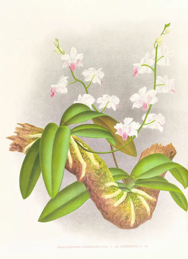 Phalaenopsis esmeralda var candidula av Jean Jules Linden