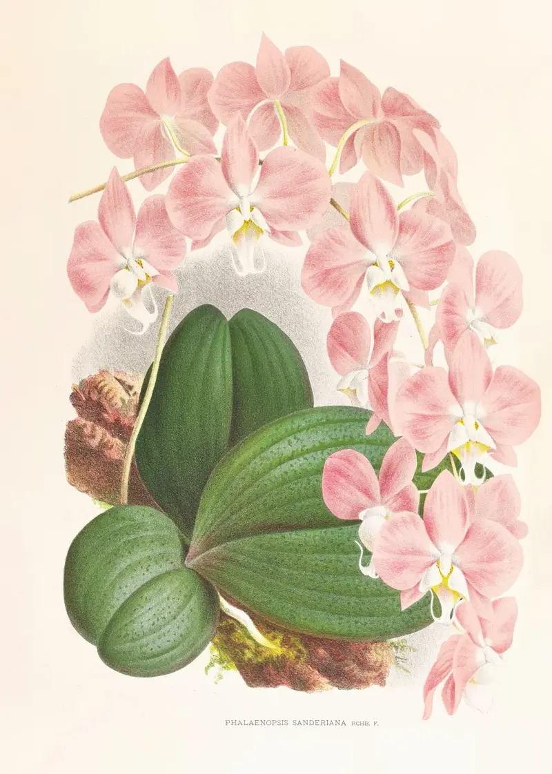 Phalaenopsis sanderiana av Jean Jules Linden