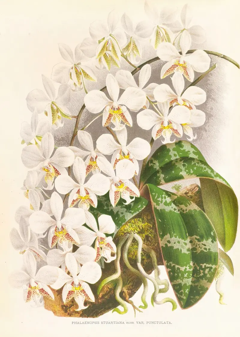 Phalaenopsis Stuartiana av Jean Jules Linden