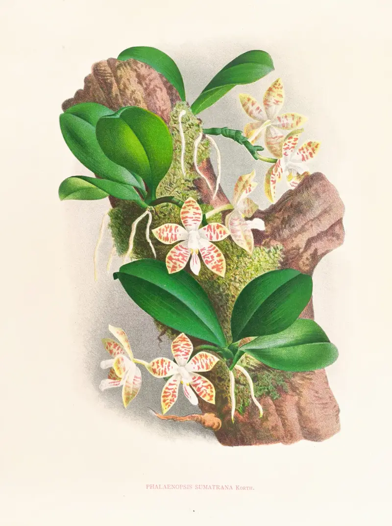 Phalaenopsis sumatrana av Jean Jules Linden
