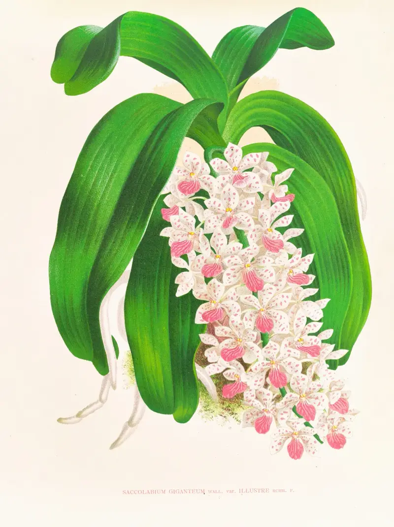Saccolabium giganteum var illustre av Jean Jules Linden