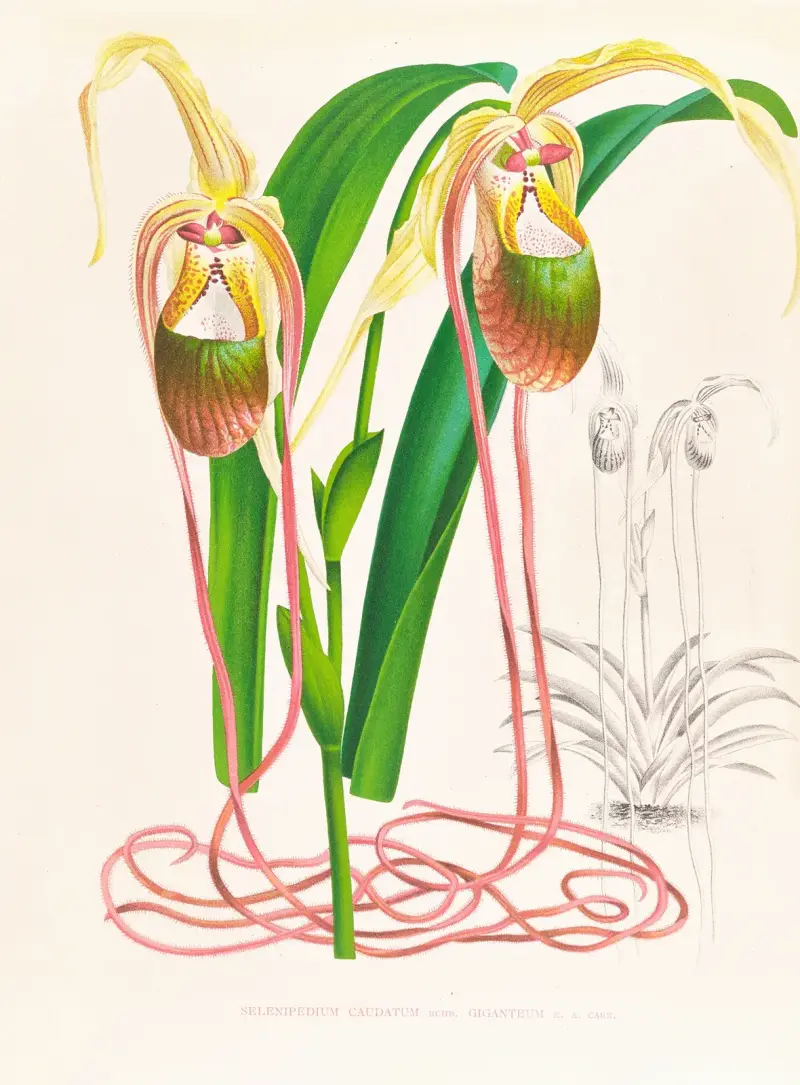 Selenipedium caudatum av Jean Jules Linden