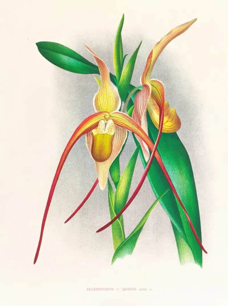 Selenipedium grande av Jean Jules Linden