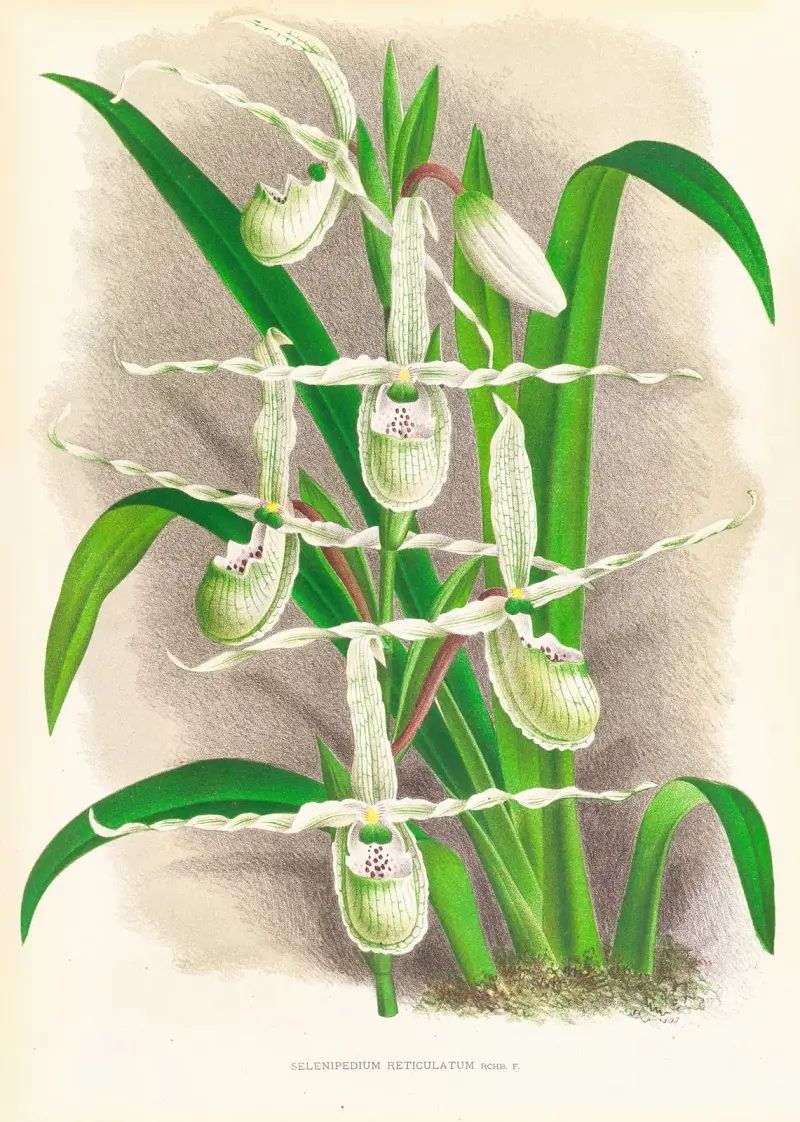 Selenipedium Reticulatum av Jean Jules Linden