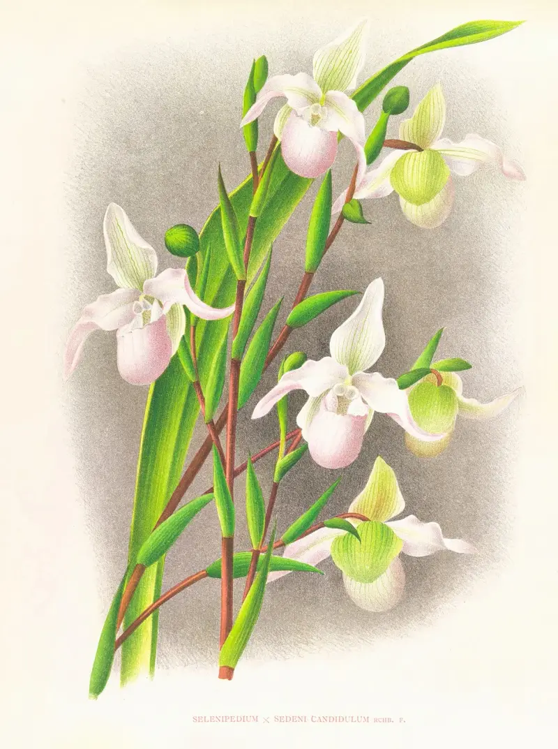 Selenipedium sedeni candidulum av Jean Jules Linden
