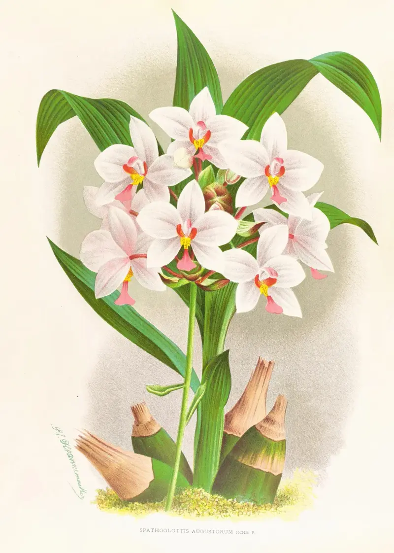 Spathoglottis Augustorum av Jean Jules Linden