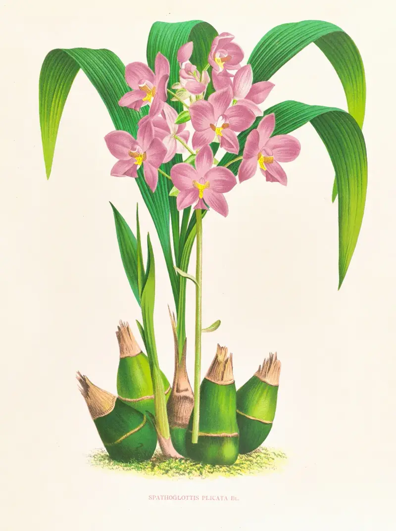 Spathoglottis plicata av Jean Jules Linden