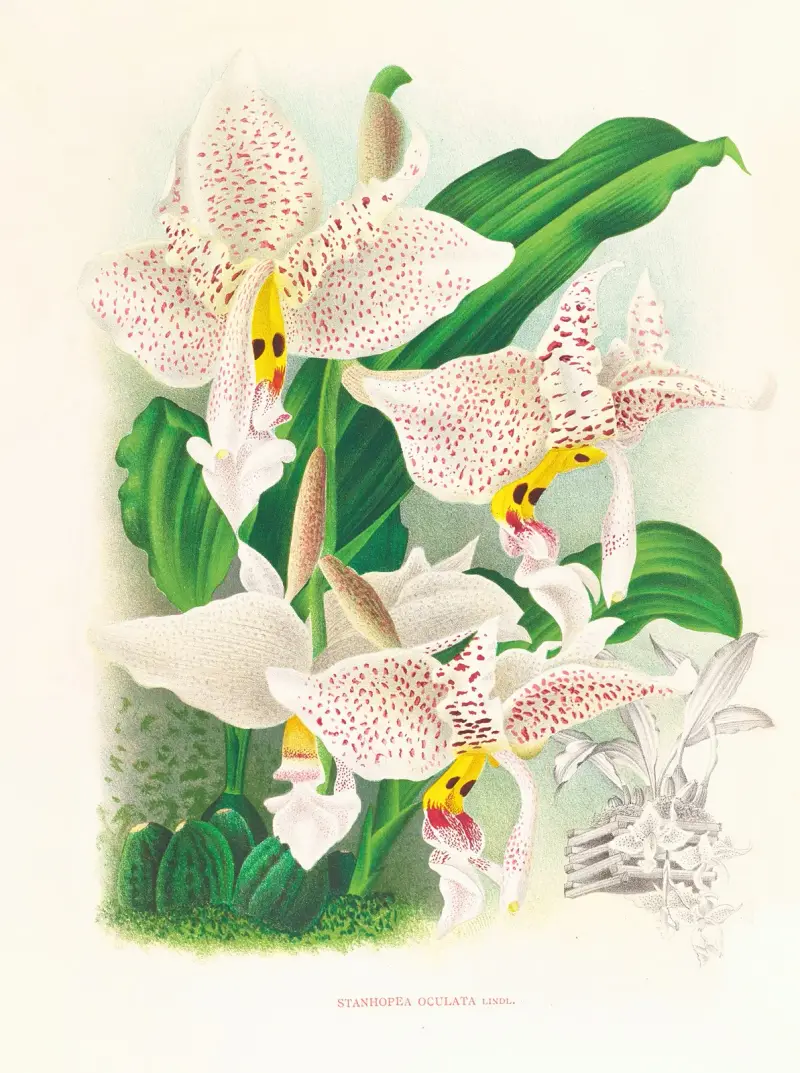 Stanhopea oculata av Jean Jules Linden