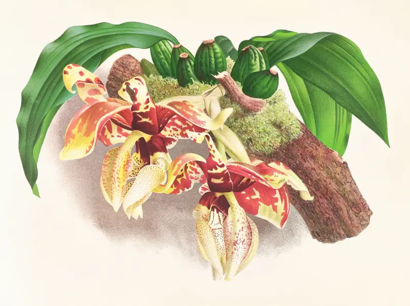 Stanhopea Tigrina av Jean Jules Linden