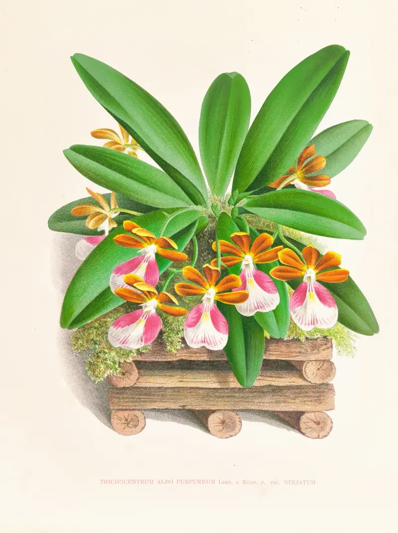 Trichocentrum albo purpureum av Jean Jules Linden
