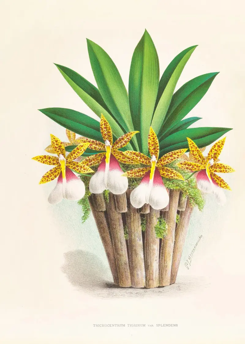 Trichocentrum Tigrinum av Jean Jules Linden