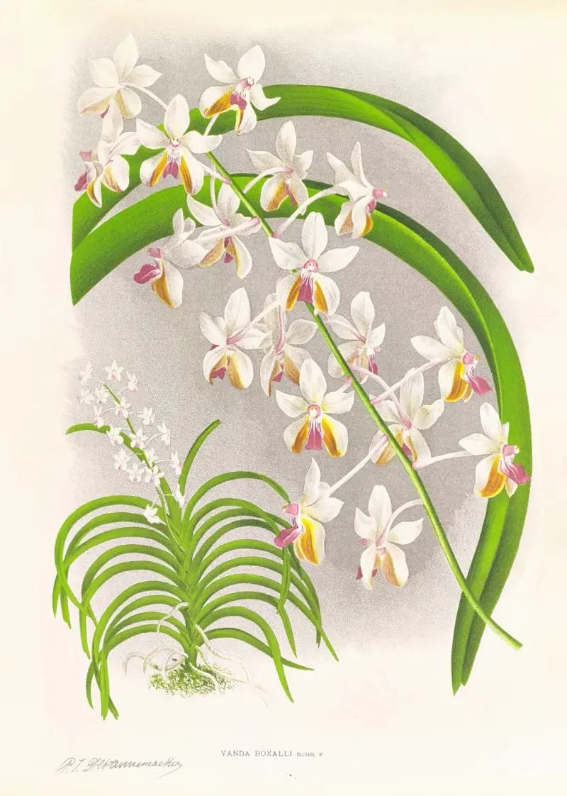Vanda Boxalli av Jean Jules Linden