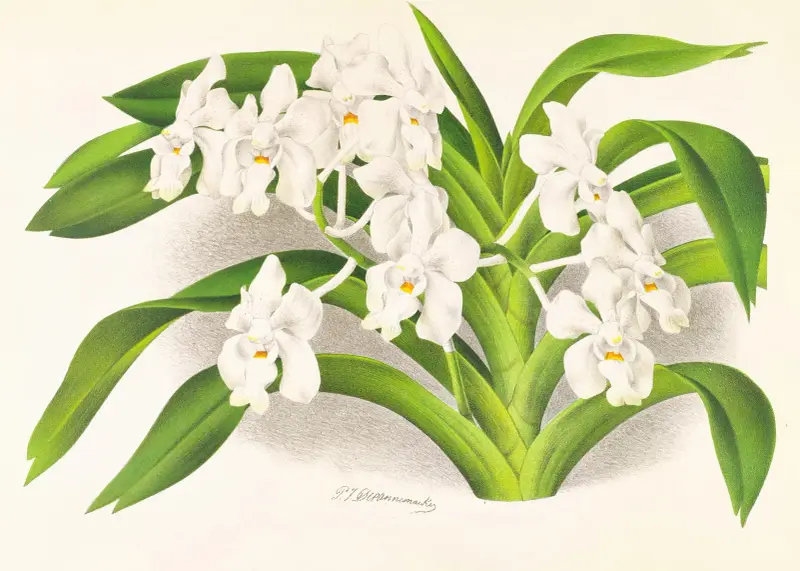 Vanda denisoniana av Jean Jules Linden