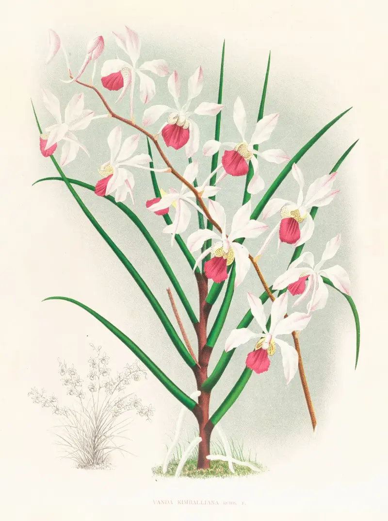 Vanda kimballiana av Jean Jules Linden
