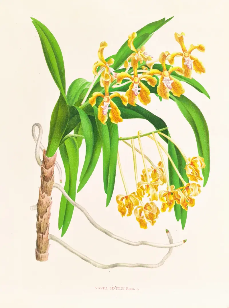 Vanda lindeni av Jean Jules Linden