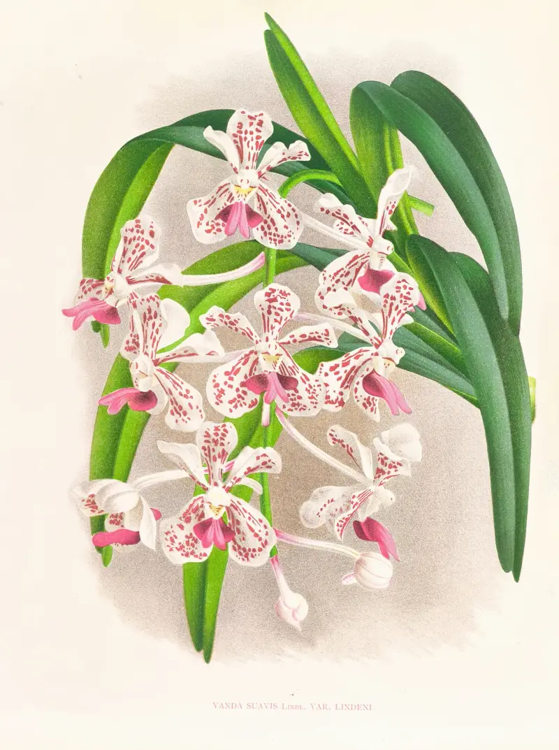 Vanda suavis av Jean Jules Linden